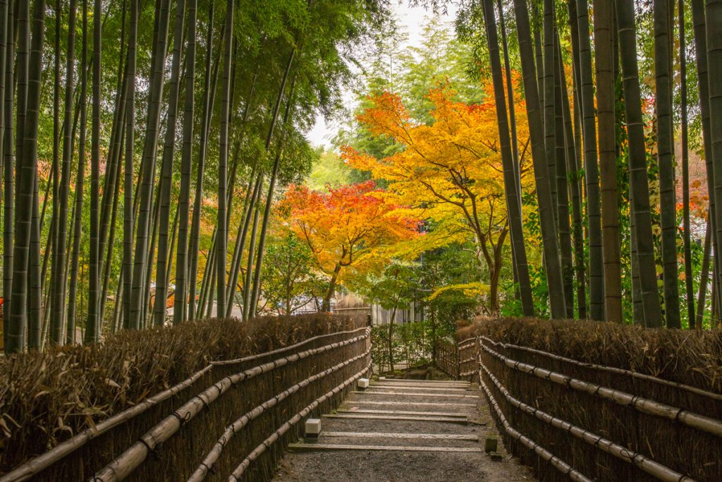 Bamboo-Forest-and-Autumn-Foliage_Foto 2